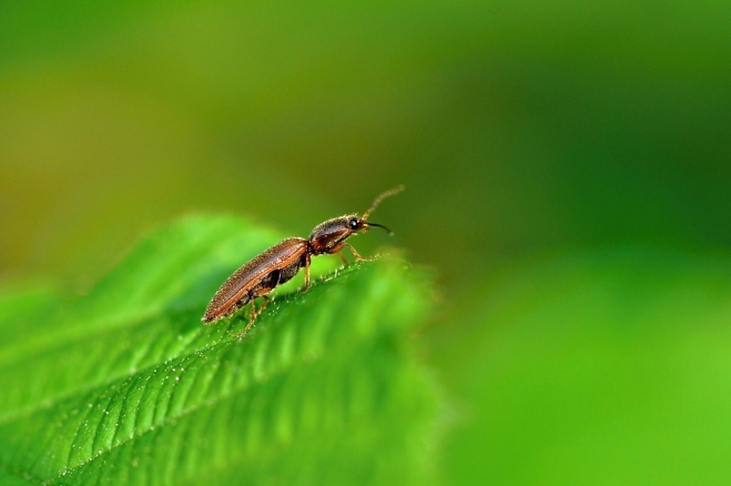 Život má mnoho podob a zdá se být věčný. Aby se ale na naší planetě udržel, musíme my lidé našlapovat potichu, potichučku ...