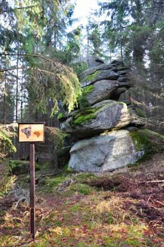 Hlava telete.
