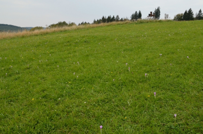 Luční kvítí (asi to chtělo větší detail)