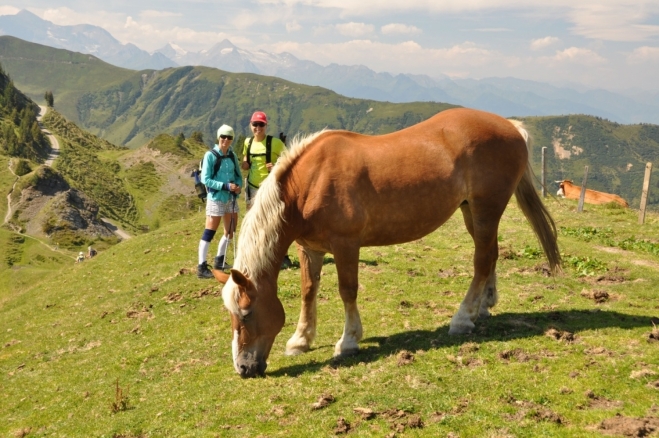 Koně, krávy, jen ovce v Alpách chybí. Jejich stáda jsou ojedinělá a vzácná.
