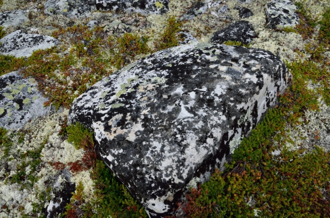 Detailní pohled na strakatý kámen
