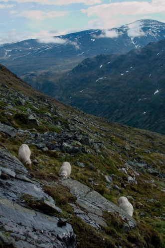 I na svazích Jotunheimenu potkáváme několik oveček, tyto jsou oproti jiným dost nebojácné. Musí to být paráda pást se každý den na místě s takovými výhledy.