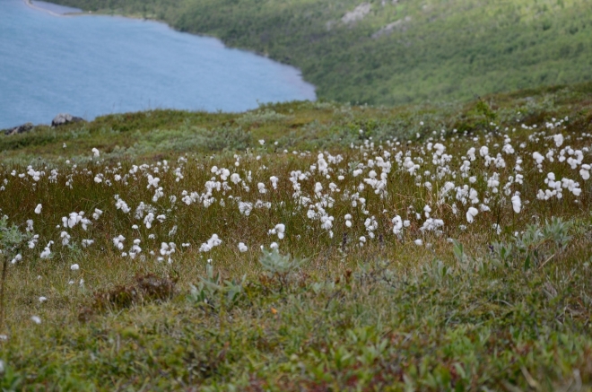 Norsko nám během stoupání ukazuje i svou botanickou krásu.
