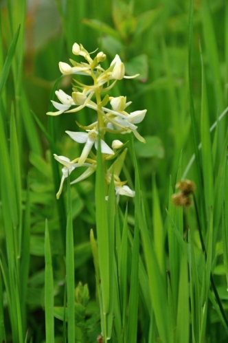 Vemeník dvoulistý. Pro tuto krásnou orchidej si přírodovědci vymysleli hnusné jméno.