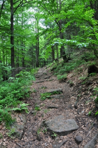 Stoupání na Burkův vrch (1 032 m n. m.). Ten se traverzuje po červené, ale lovci tisícovek R + V ho zdolají.