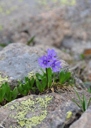 Je oblačno, ideální rozptýlenę světlo. Dnešek bude o kytičkách. V tom mi skvěle pomůže makroobjektiv Nikkor 105mm f/2.8G AF-S VR Micro.