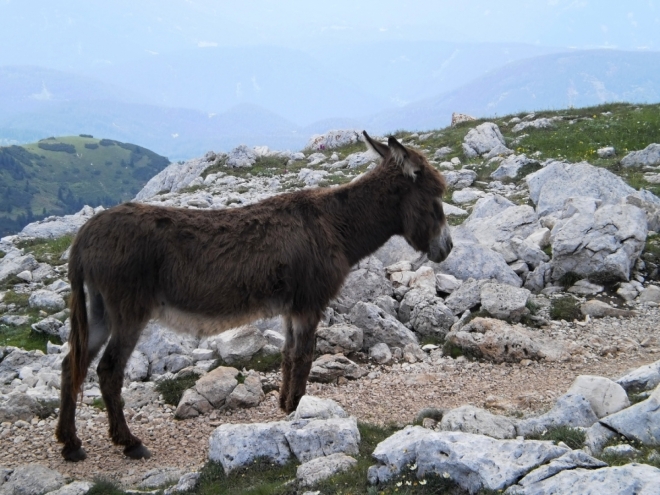 Pět fotek Venci z pochodu na vrchol Schlernu, kam jsem se nedostal.
