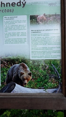 Jak zabavit medvědy při náhodném setkání...