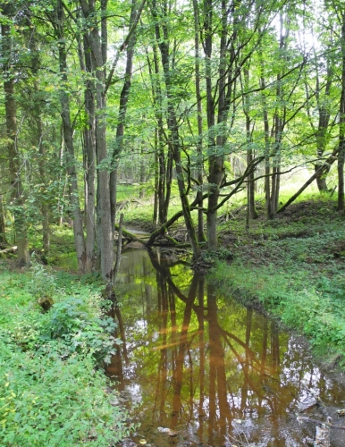 Hraniční potok.
