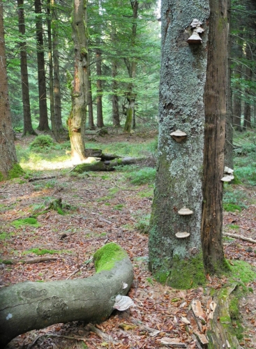 V Jedlovém.