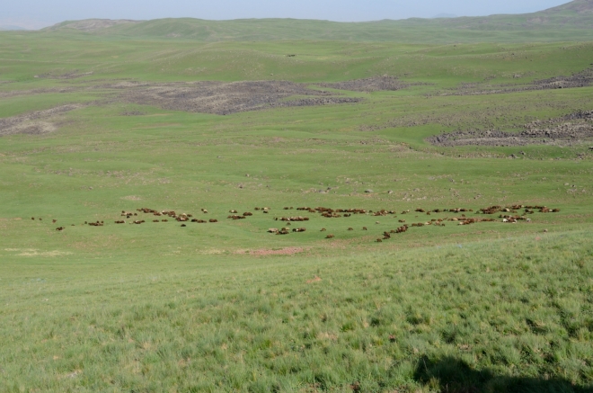 Z uctivé vzdálenosti pozorujeme stádečko krav vyháněné na pastvu.
