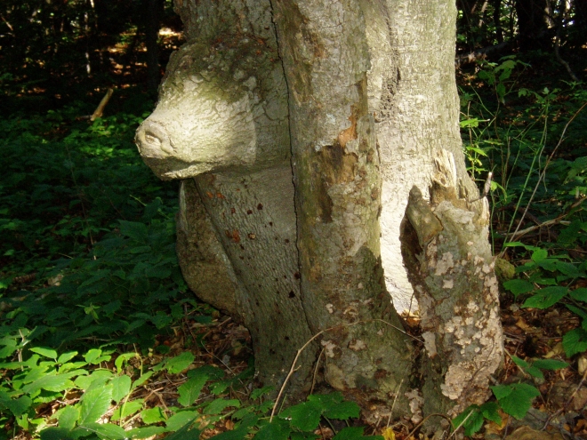 Anebo medvěd, je jich tady všude dost a některý jsou i dřevění... Nebo je to snad vůl? Kdo ví.