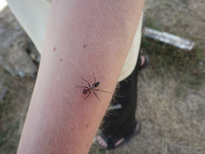 Společnost nám dělají dobře rostlí mravenci.
