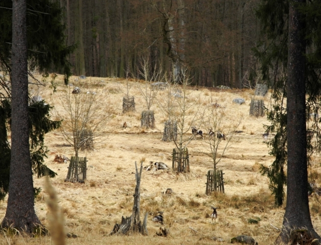 Mufloni na útěku.