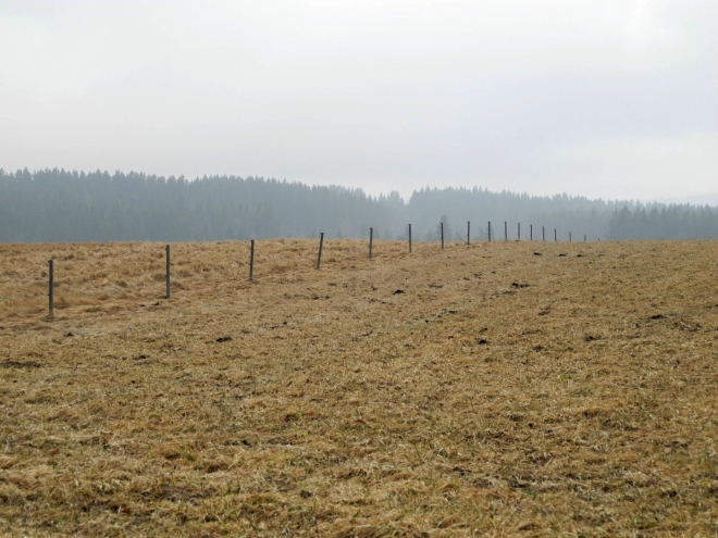 Pastviny patří ke koloritu Pošumaví.