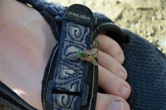 Zatímco se Tomáš kochá, na jeho sandálu probíhá páření zelenookých much. Není snadné se jich zbavit.