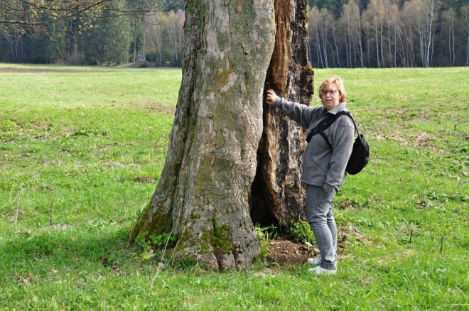 Osamocené stromy již něco zažily...