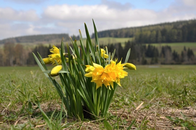 Kde žili kdysi lidé, dnes pouze narcisy kvetou.