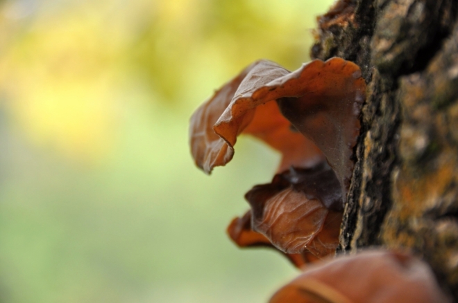 Jidášovo ucho či také boltcovka bezová je stopkovýtrusá houba, vhodná do jídel asijské kuchyně.