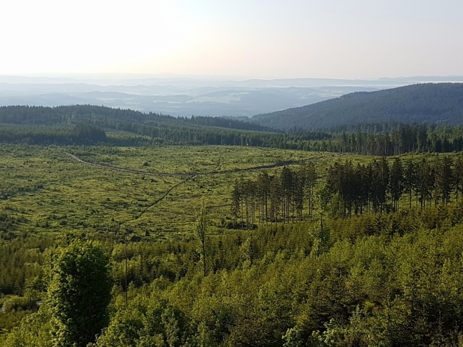 Po orkánu Kirill se les na Knížecím stolci pomalu zotavuje. Je jeho štěstím, že zde není bezzásahová l. zóna. Takto byl vysázen smíšený les s buky a smrky.