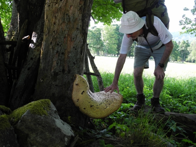 Choroš šupinatý dorůstá až 60 cm. Tohle je rekordní kousek.