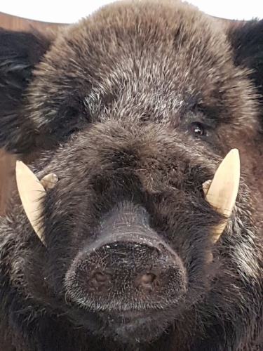 Z očí do očí...