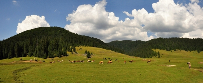 Putující krávy a tmavý mrak, z něhož zahřmí, nás zvedne znovu na nohy.