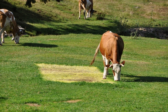 Některé krávy jsou vycvičené k tvoření geometrických obrazců. Umí i kruhy v obilí...