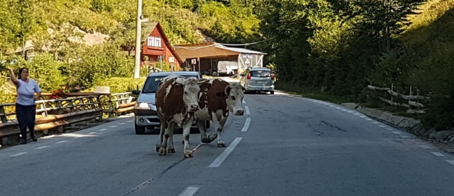 Na cestách mají přednost zvířata...