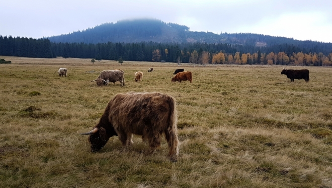 Skotský horský skot na Horské Kvildě. V pozadi Sokol.