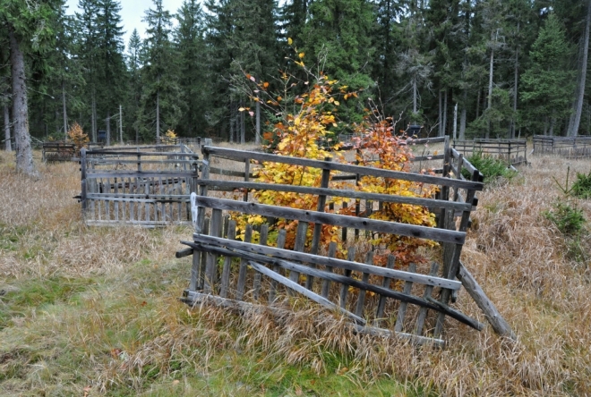 Plameny. Buk osvěží monotónnost smrčin. Doplní národní park Šumava lesy tímto stromem?