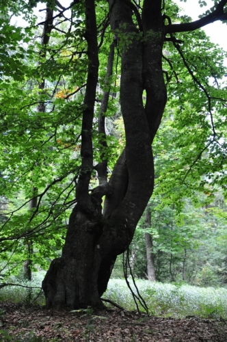 Mezi Velestúrem a Zlatou Studňou vede stará upravená stezka bučinou...