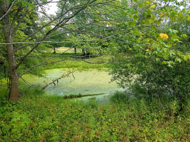 Rybník č. 2.