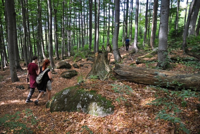 Jdeme zmlazenou bučinou. To je výhoda Bavorského NP proti NP Šumava, sevřeného především smrkovými porosty.