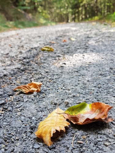 Předzvěst podzimu.