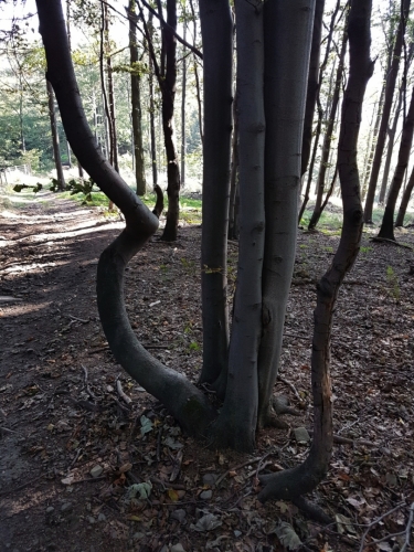 Swingující bučina.
