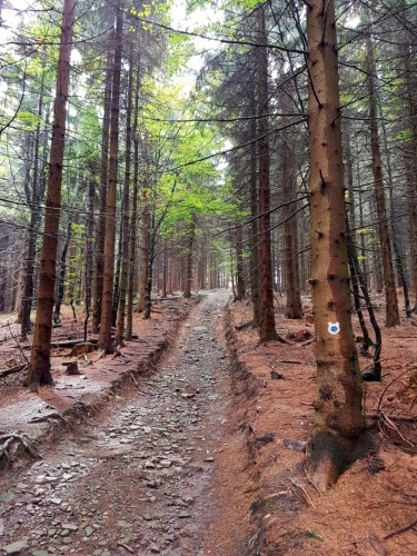 Před vrcholem Skalka.