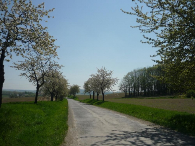 Silnice, směr Slaník, lemována rozkvetlými stromy (foceno v dubnu)