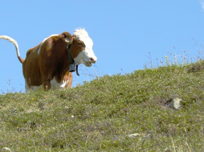 Kráva alpská
