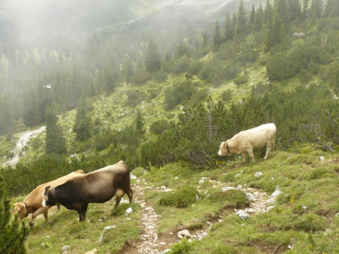 Už se začalo cestou dolů rozednívat, úzkou pěšinku nám však zabraly krávy, jež se navíc nedaly dobře obejít.