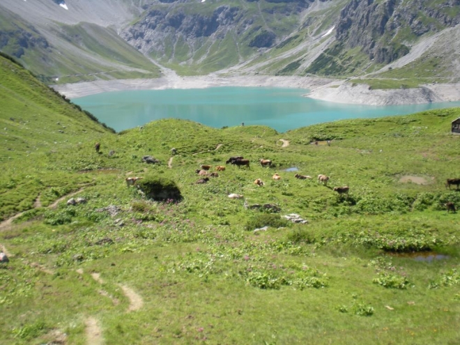 Lünersee a krávy