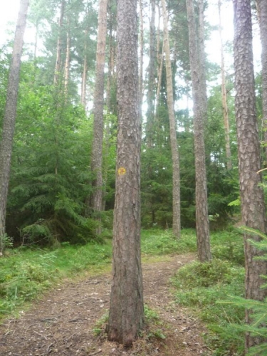 To je jak slalom, jen ten sníh tu chybí