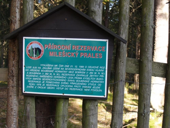 I uvnitř Boubínské obory je menší prales - Milešický a my hned za ním slyšíme první jelení vyřvávání. Je to zatím z velké dálky, ale i tak má Špagetka nahnáno.