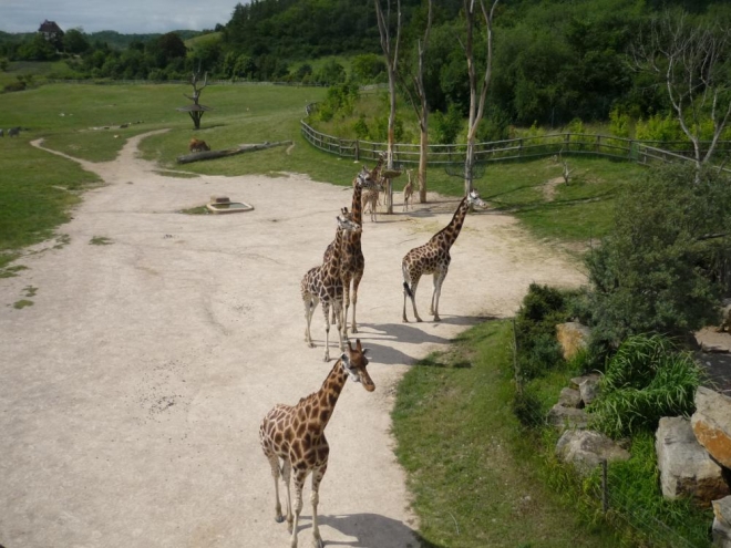 Výběh žiraf