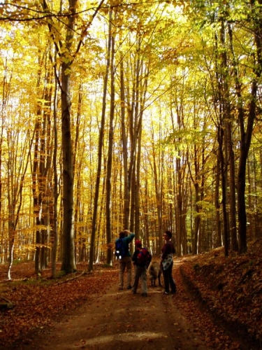 V horách se tady ve středověku zlato (i stříbro) skutečně těžilo, jak připomínají i názvy Havírka, Provazce, Borky, dnes zbývá již jen to nad našimi hlavami.