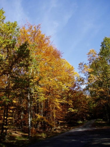 Bučiny na podzim hrají všemi barvami a lemují spoustu cest v celém pohoří až k Tálínu a Albrechticím na jihu.