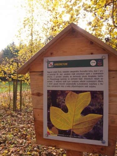 Takže i liliovník tulipánokvětý vidíme na své pouti.  Arboretum sice již zaniklo, ale pozůstatky některých vzácných dřevin, jako je třeba douglaska tisolistá, zde ještě můžete spatřit i vy.