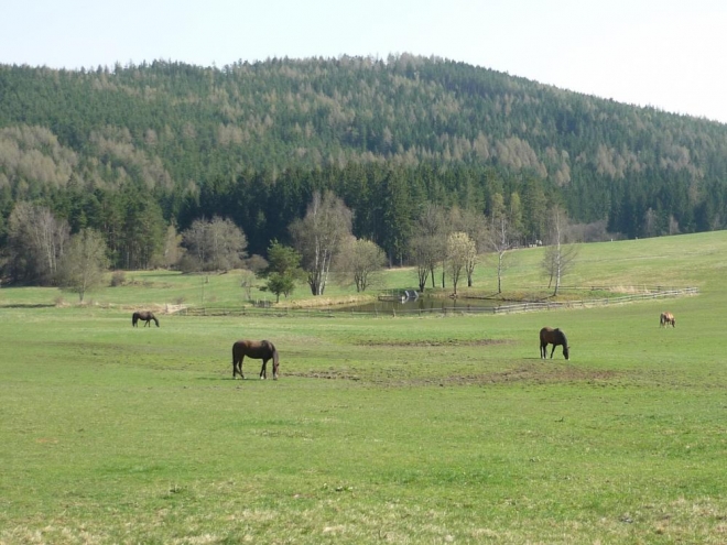 Koně v Hoslovicích