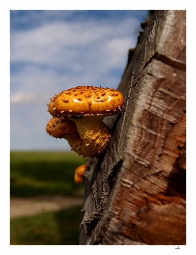 Fotografie uživatele Rony