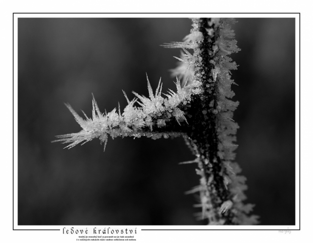 Fotografie uživatele Rony